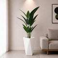 Ivory Bird of Paradise Plant (PL1073)