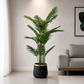 Areca Palm (PL1001)
