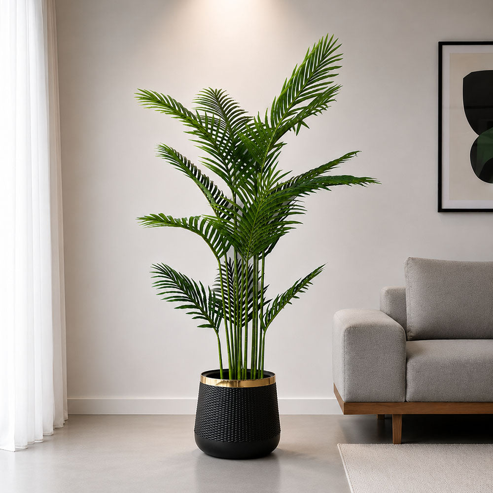Areca Palm (PL1001)