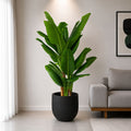 Bamboo Banana Plant (PL1004)