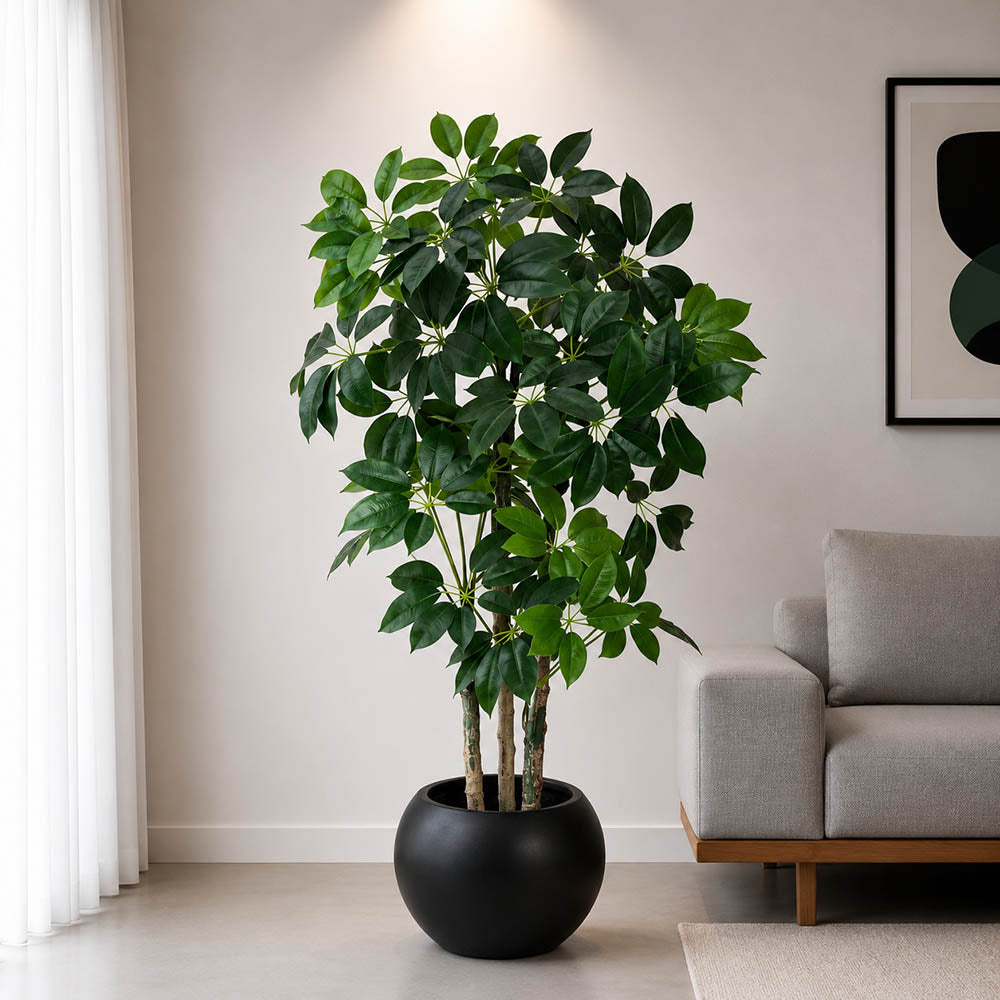 Chikoo Plant With Pot (PL1005)