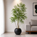 Curry Patta Plant (PL1006)