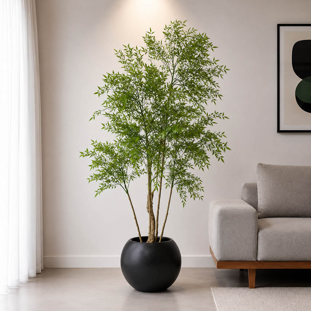 Curry Patta Plant (PL1006)
