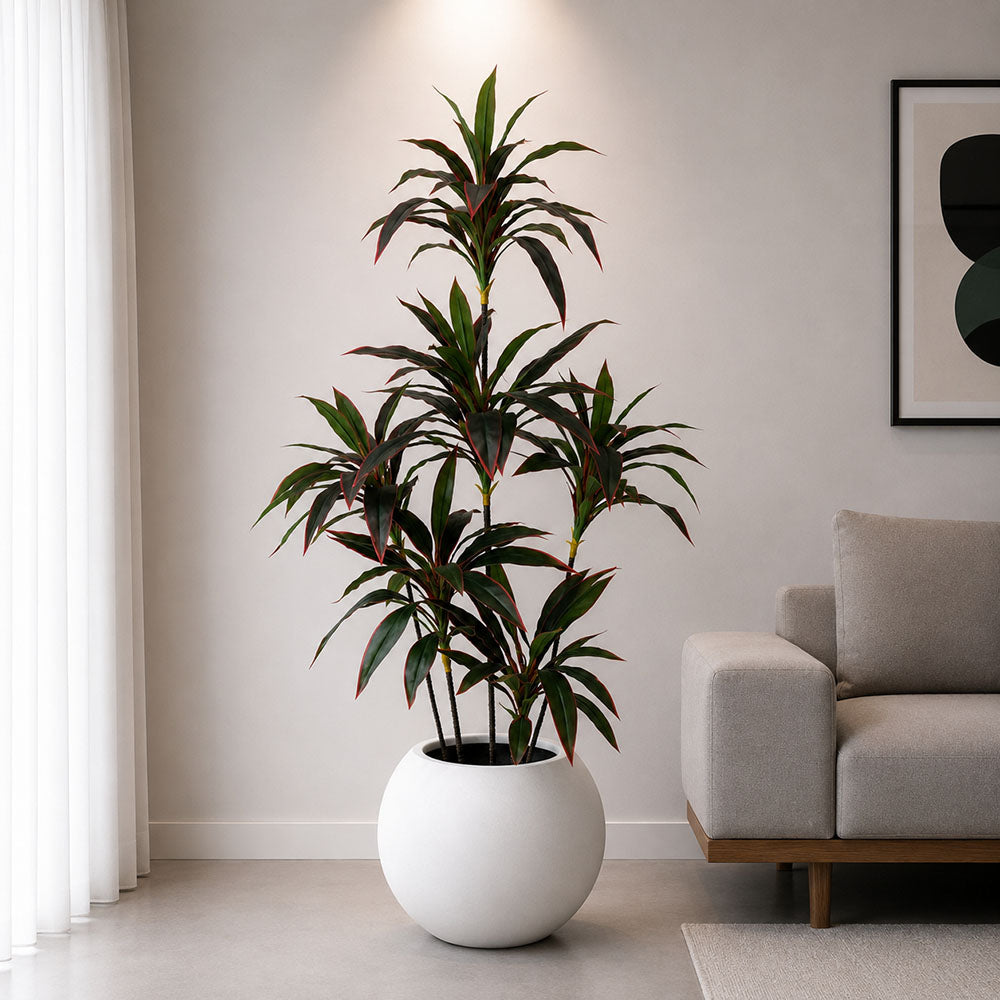 Red Dracaena Reflexa Plant With Planter (PL1007)