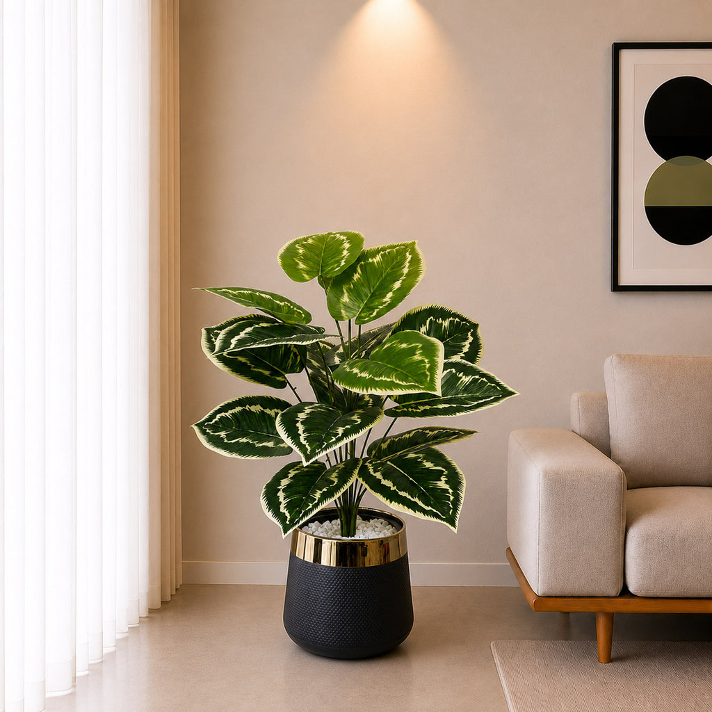 Dumb Cane Plant (PL10101)