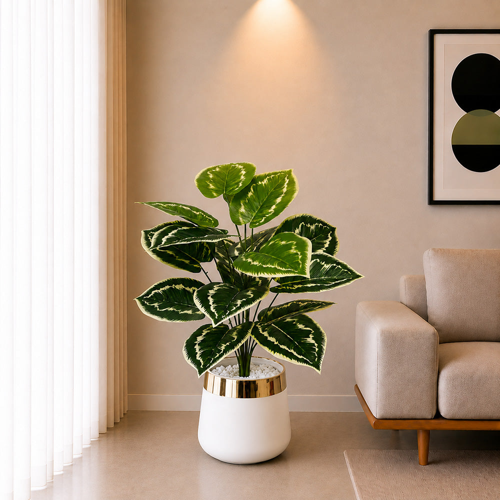Dumb Cane Plant (PL10101)