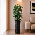 Cheecho Plant (PL10104)