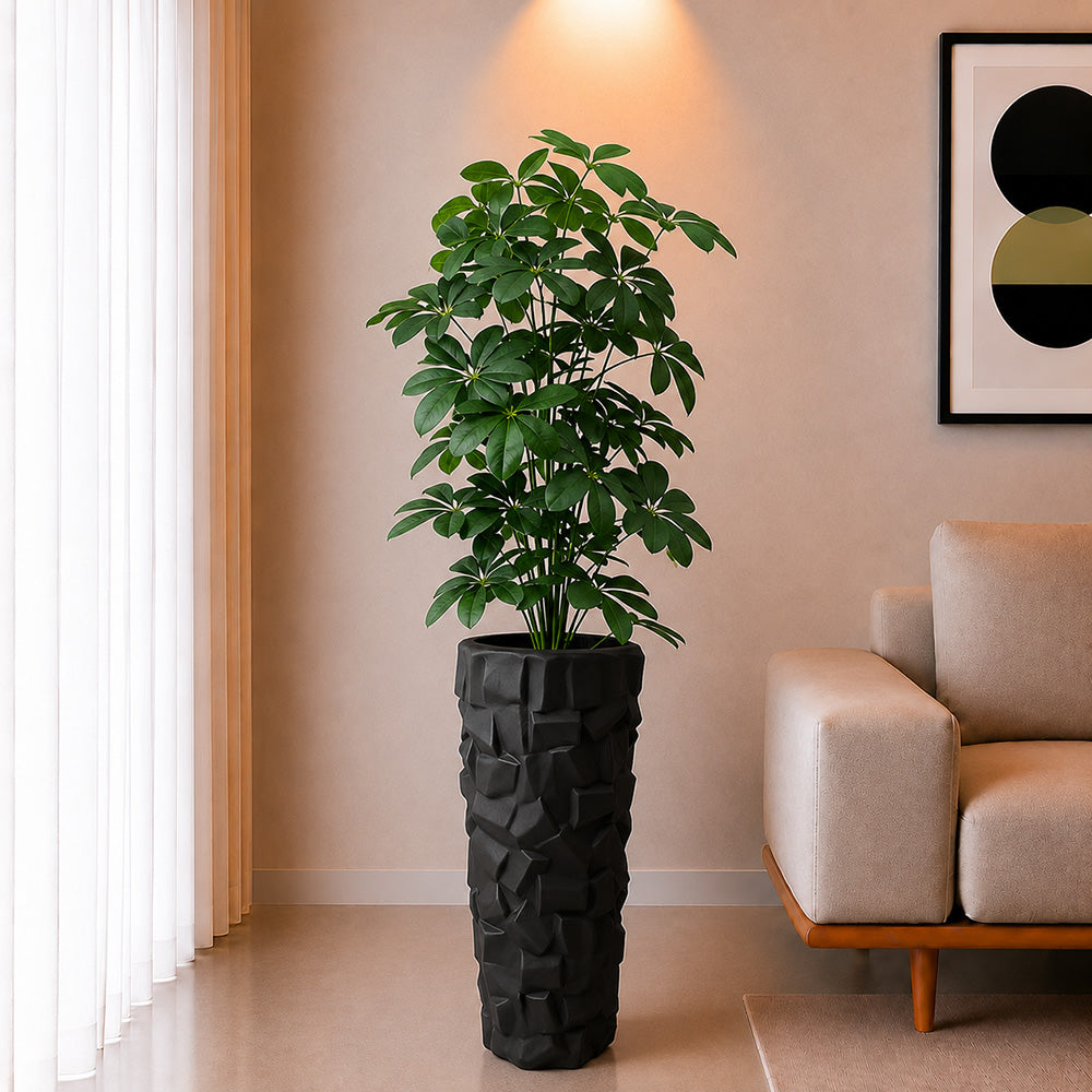 Cheecho Plant (PL10104)