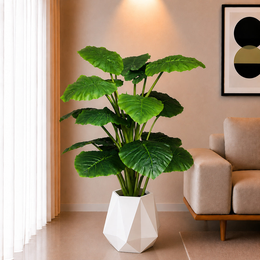 Alocasia Plant (PL10105)