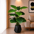 Alocasia Plant (PL10105)