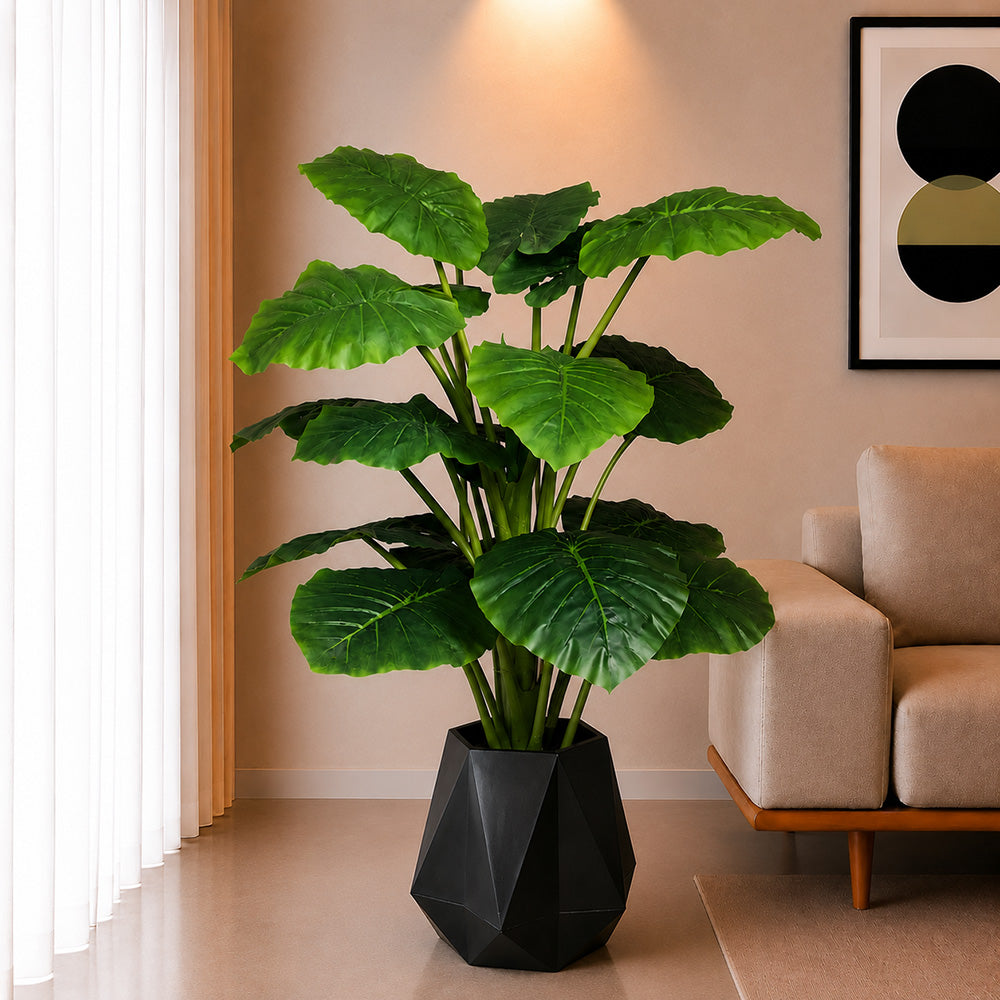 Alocasia Plant (PL10105)