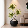 Dracaena Plant With Planter (PL1013)