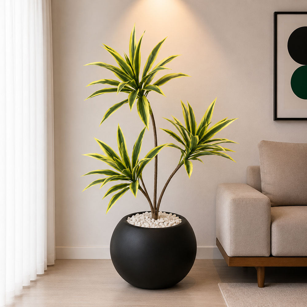 Dracaena Plant With Planter (PL1013)