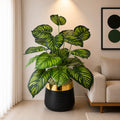 Money Plant (PL1015)