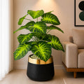 Anthurium Plant With Planter (PL1016)