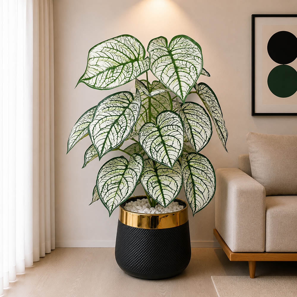 Caladium Plant With Planter (PL1021)