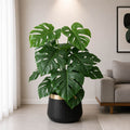 Monstera Plant (PL1026)