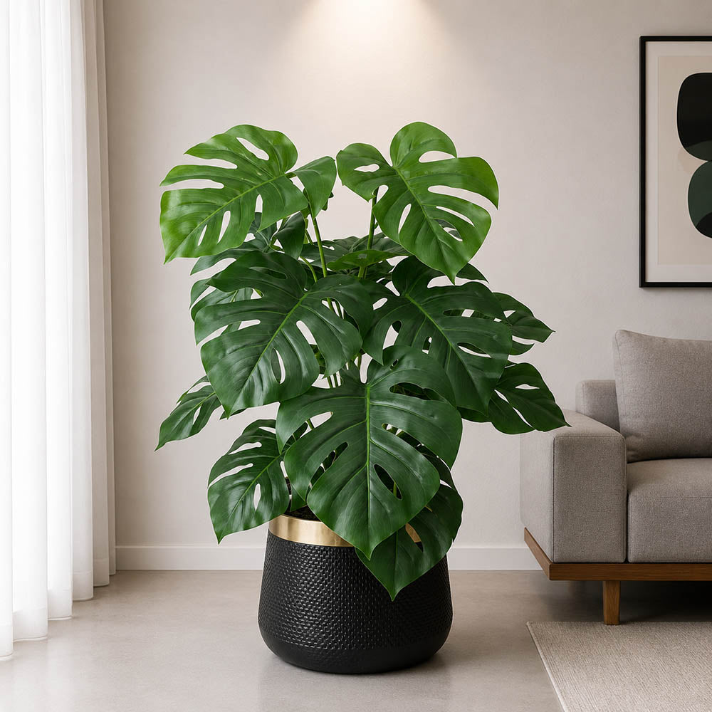 Monstera Plant (PL1026)