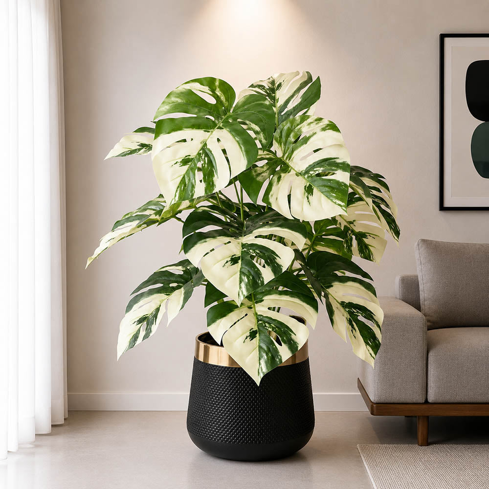 Monstera Plant (PL1028)