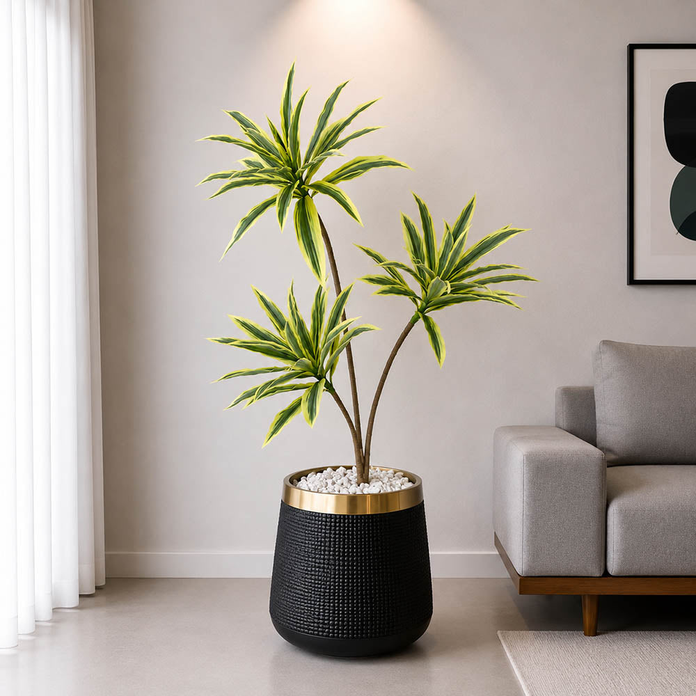 Dracaena Plant With Planter (PL1029)