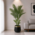 Areca Palm Tree (PL1031)