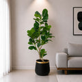 Fiddle Leaf Plant With Planter (PL1032)