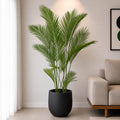 Areca Palm Plant (PL1034)