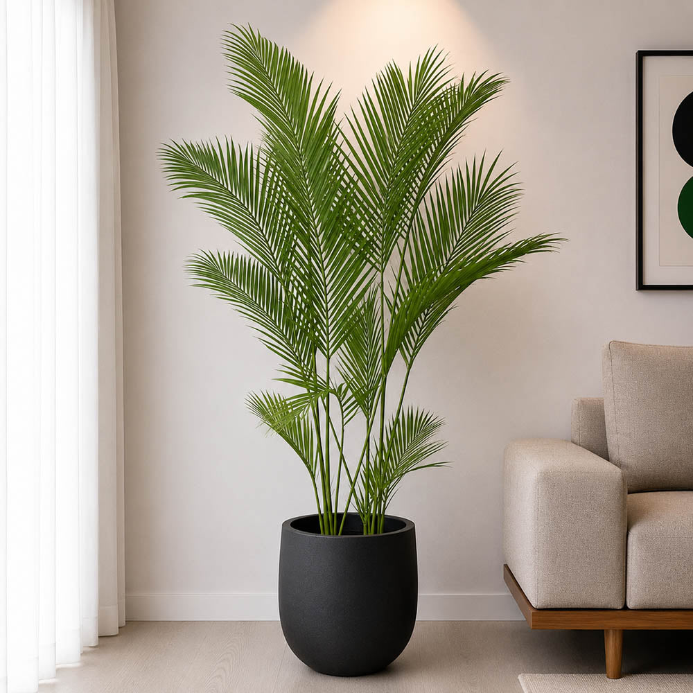 Areca Palm Plant (PL1034)