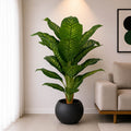 Dieffenbachia Plant (PL1035)