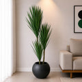 Dracaena Marginata Plant (PL1036)