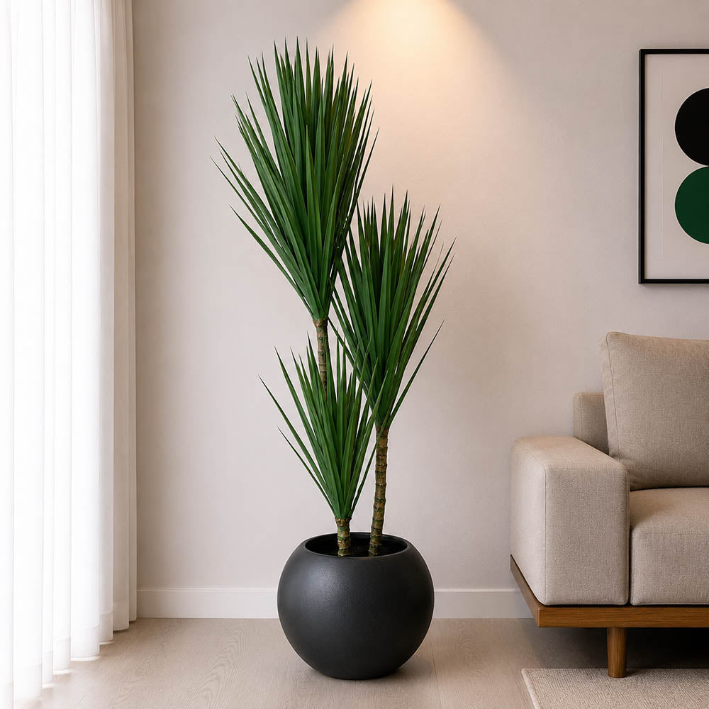 Dracaena Marginata Plant (PL1036)