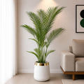 Areca Palm Tree (PL1040)