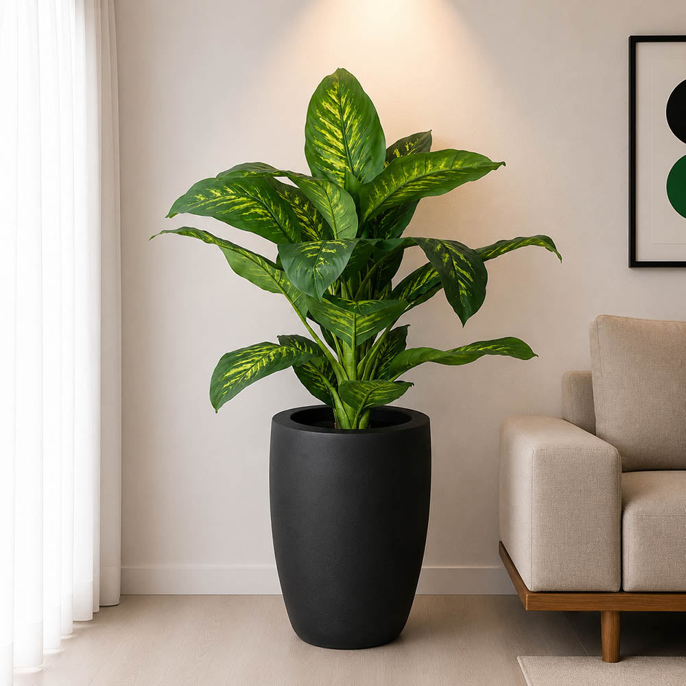 Dieffenbachia Plant With Planter (PL1046)