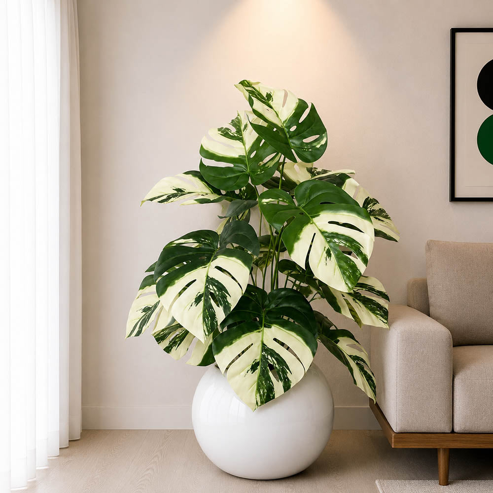 Monstera Plant (PL1047)