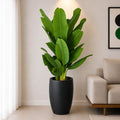 Bambo Banana Plant (PL1048)