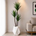 Agave Plant (PL1050)