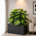Money Plant With Planter (PL1052)