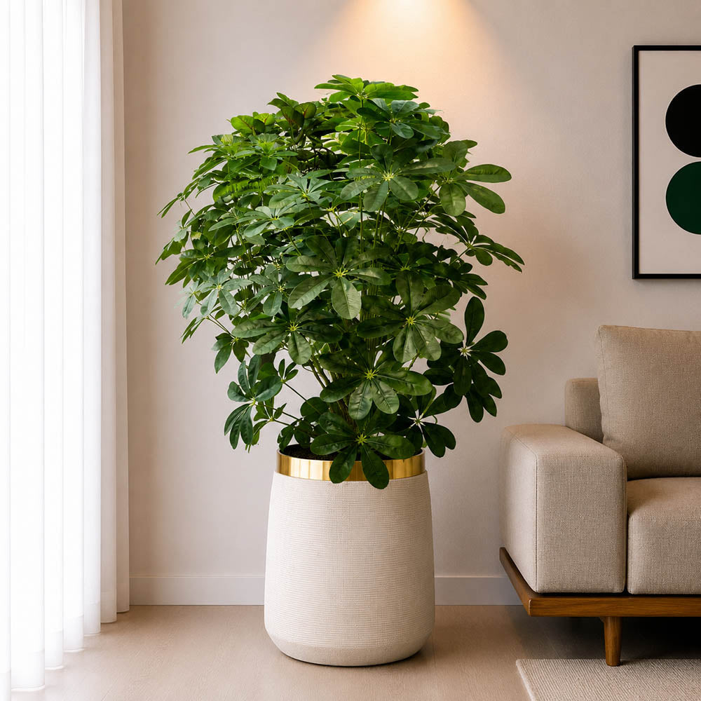 Cheecho Plant With Planter (PL1053)