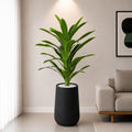 Ivory Green Snake Plant (PL1064)