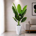 Banana Plant (PL1067)