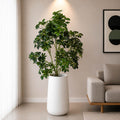 Cheecho Plant With Planter(PL1075)