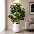Cheecho Plant With Planter (PL1077)