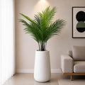 Areca Plant With Planter (PL1078)