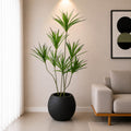 Dracaena Marginata Plant (PL1079) With Planter