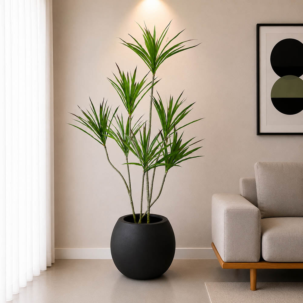 Dracaena Marginata Plant (PL1079) With Planter