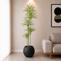 Dracaena Warneckii Plant (PL1081) With Planter