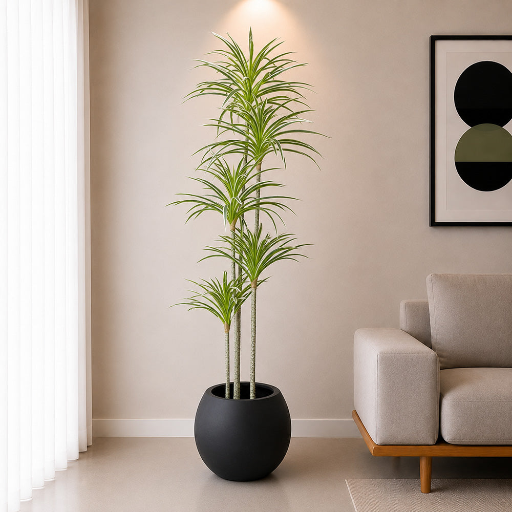 Dracaena Warneckii Plant (PL1081) With Planter