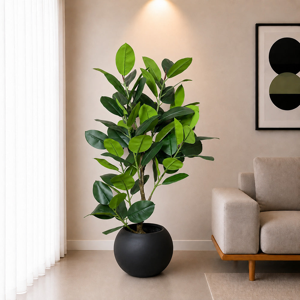 Ficus Elastica (PL1085)