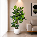 Ficus Elastica (PL1085)