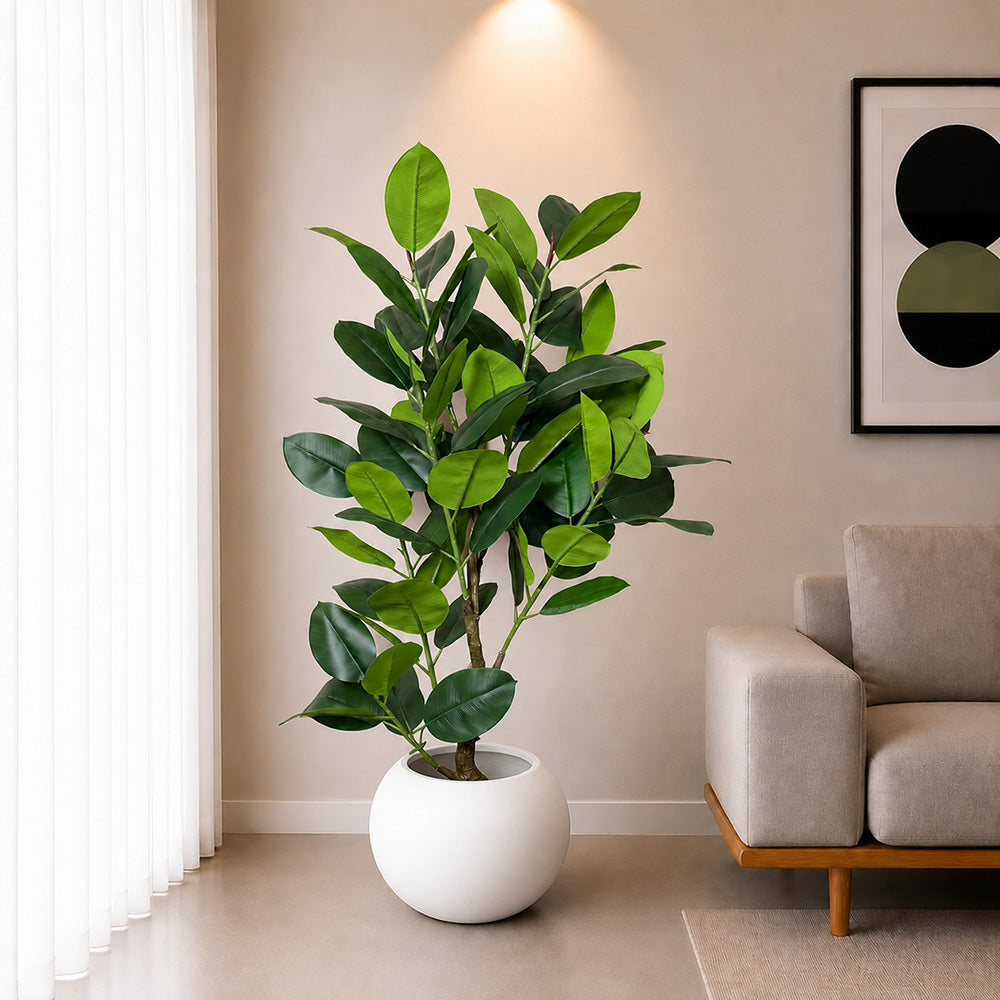 Ficus Elastica (PL1085)